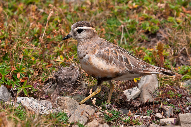 Piviere tortolino (Charadrius morinellus)